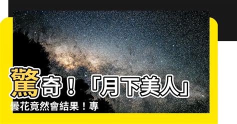 曇花會結果嗎|【曇花會結果嗎】驚奇！「月下美人」曇花竟然會結。